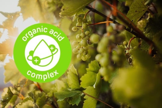 Weintrauben mit Icon organic adic complex